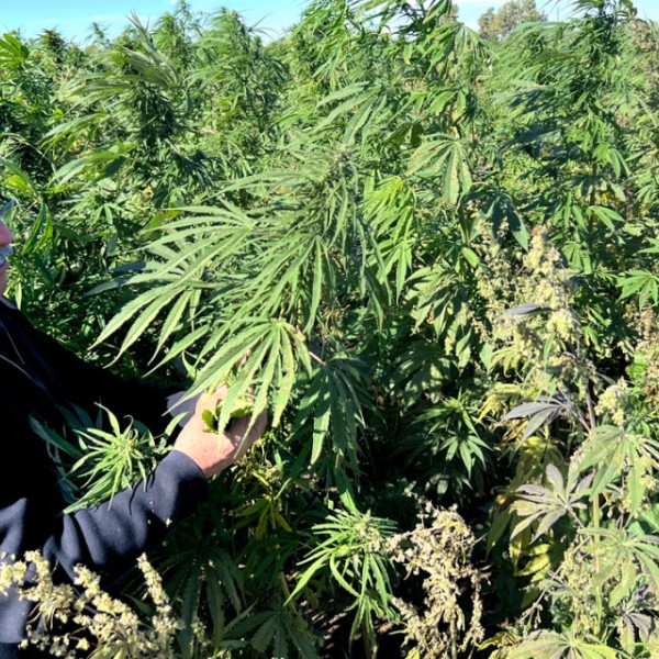 Grower Humberto Hernandez evaluating a seed production field of Ursa Alta for Condor Seed on his farm in Yuma, Arizona.
