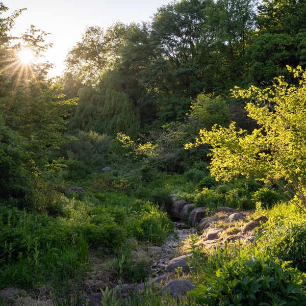 A small clear creek running through a sunny clearing amongst tall leafy trees, at late afternoon, viewed from about 5 feet above the ground.