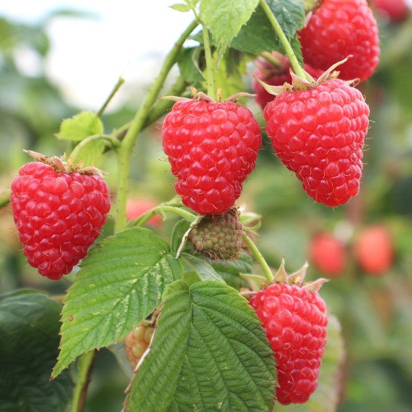 Several red 'Crimson Beauty" raspberries hang from green leaves and stems.