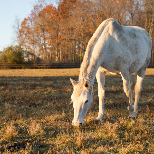 A grey dapple horse grazing in the foreground, fall leaves on the trees in the background. 
