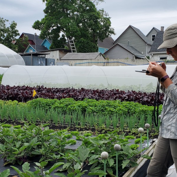 A person examines a device in a garden with rows of crops and protective tunnels, with houses in the background.