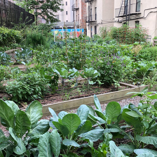 Urban community garden with raised plant beds filled with green leafy vegetables.