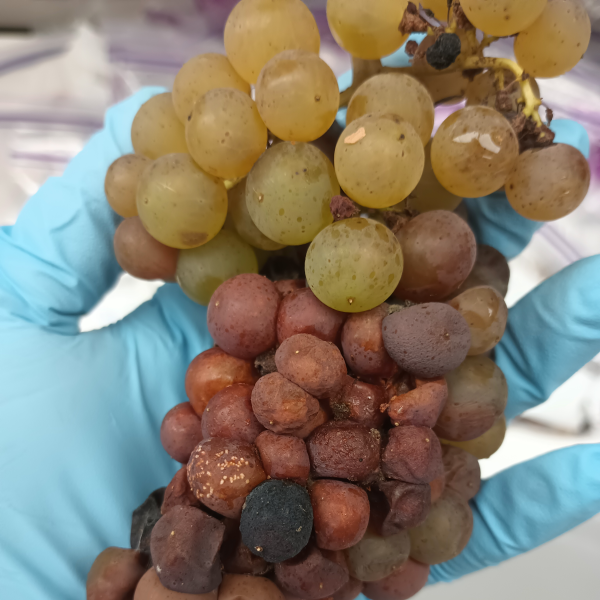 hand holding grape cluster with rot