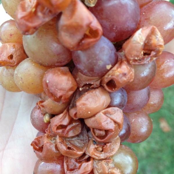 Sour rotted cluster of grapes