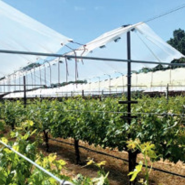 Greenhouse growing grapes