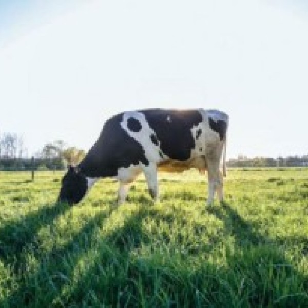 Dairy cow in a field