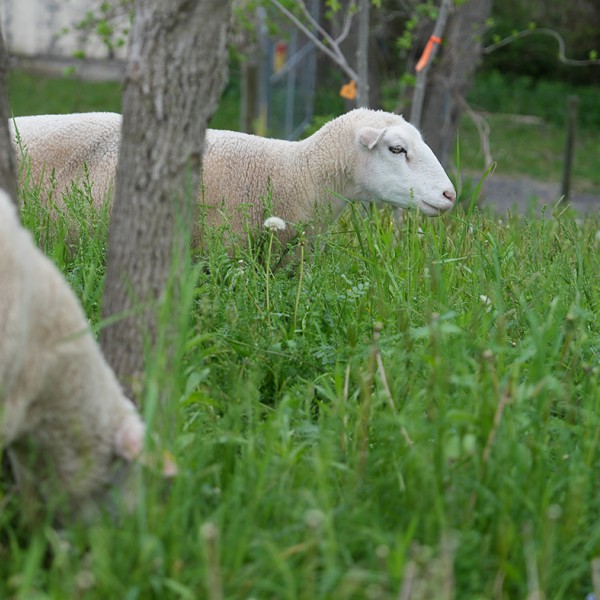 sheep grazing among trees