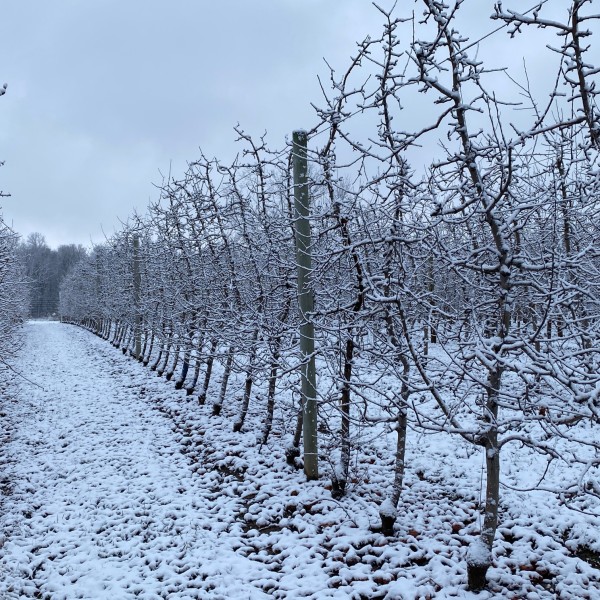 Snow-covered apple orchard with bare trees in neat rows.