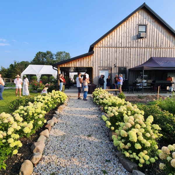 An outdoor daytime event at a rustic, vertical-wood barn. A gravel pathway lined with rounded stones and blooming light-green hydrangeas leads towards the barn where people are gathered. To the left, guests walk on a grassy lawn featuring a white event tent in the distance, while a black canopy tent is set up beside the barn on the right under a clear blue sky.