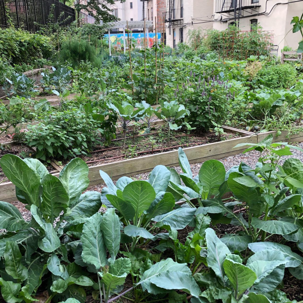 A raised garden bed at the Kelly Street Garden