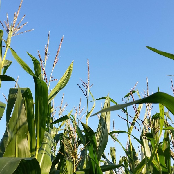 The tops of corn in a field.