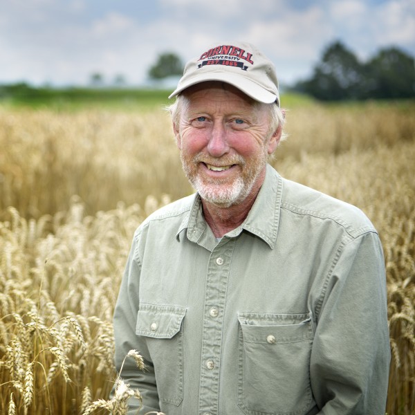 Mark Sorrells in front of small grains field