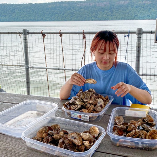Yuqing Chen, a doctoral student and the study’s first author, searches for and counts baby oysters attached to shells in trays in Yonkers, New York.