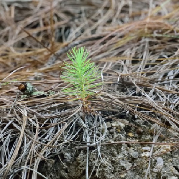 a young pine tree sprouts from the forest floor