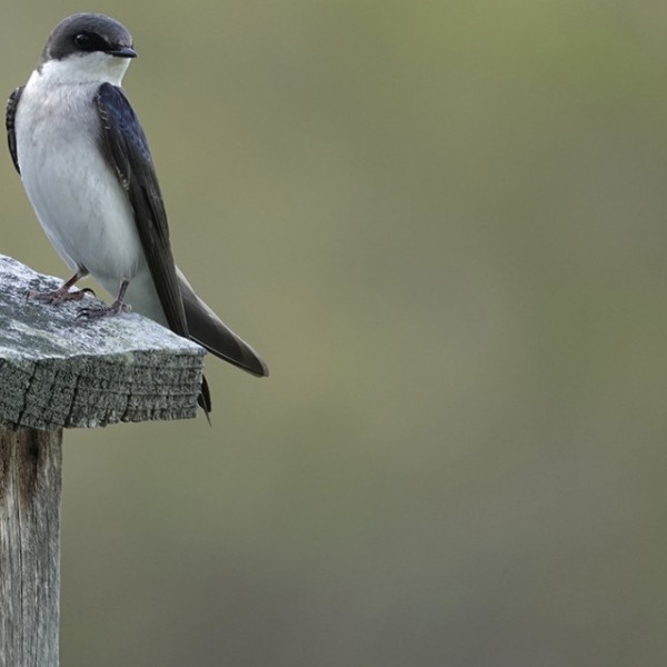Tree swallow