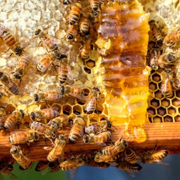 Worker bees on a frame of honeycomb.