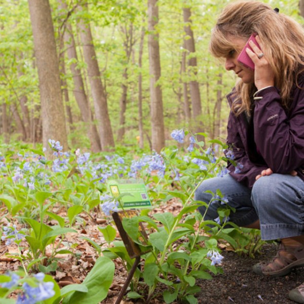 Woman participates in a self guided tour at the Cornell Botanic Gardens
