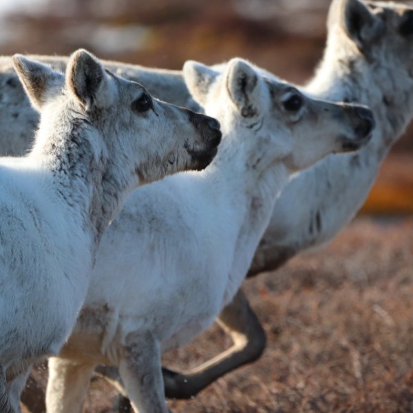 caribou running through a field