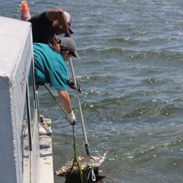 Two people harvest oysters from the waters of Manhasset Bay.