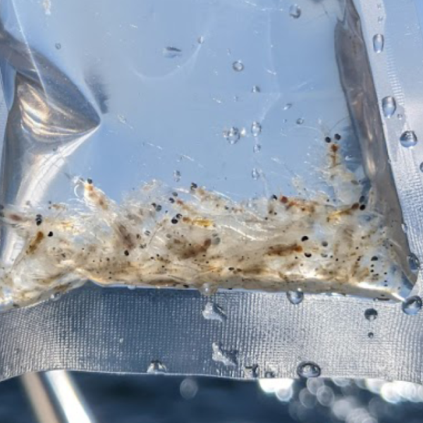 Kayden Nasworthy, a graduate student at Cornell University, holding a bag of collected mysids. A new New York Sea Grant-funded research project is evaluating long-term trends in mysid shrimp populations in Lake Ontario. 