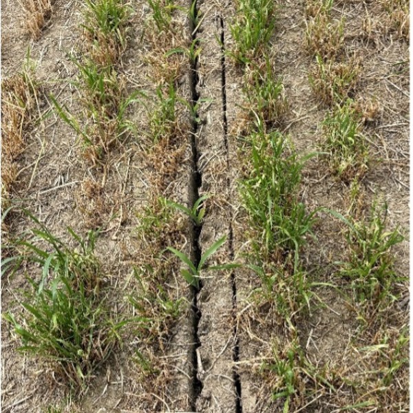 ryegrass field