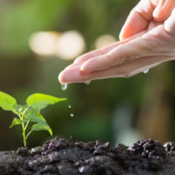 Hand watering a small sprout in the ground