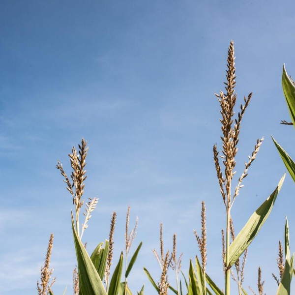 Corn field