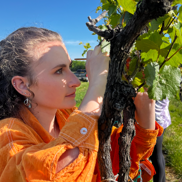 Mirelle working with grapes.