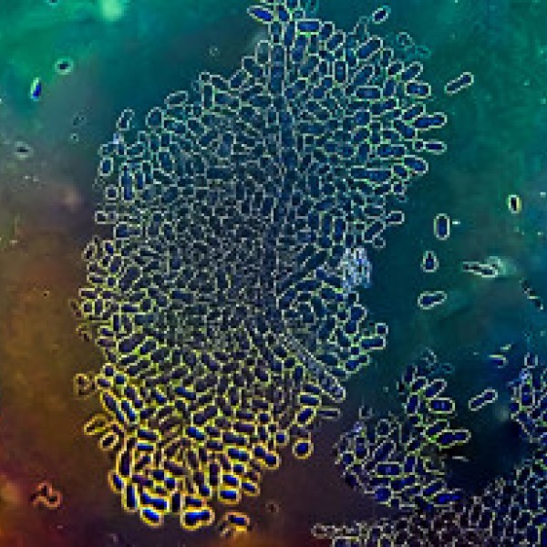 Fungi