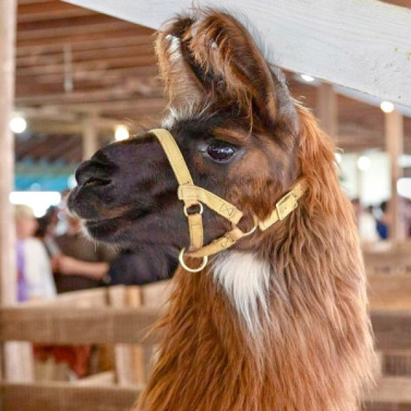 Llama 