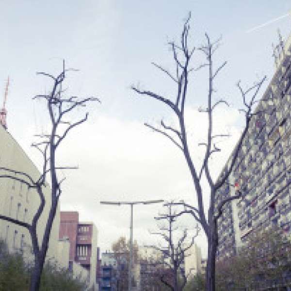 Bare trees in an urban setting
