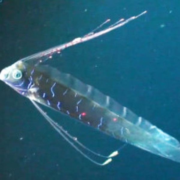 Oarfish