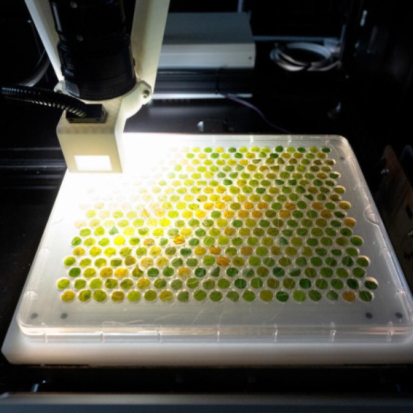 panel of grape leaf samples