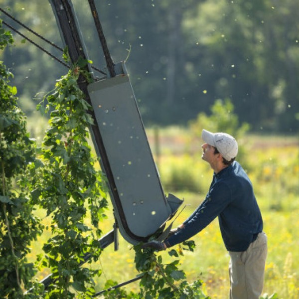 Technician Ben Aliperti loads a string of hop vines into the hop harvester to pick off the cones at Cornell AgriTech.