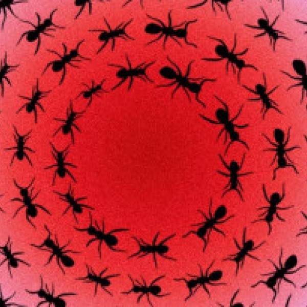 Illustration of ants in a series of circles 