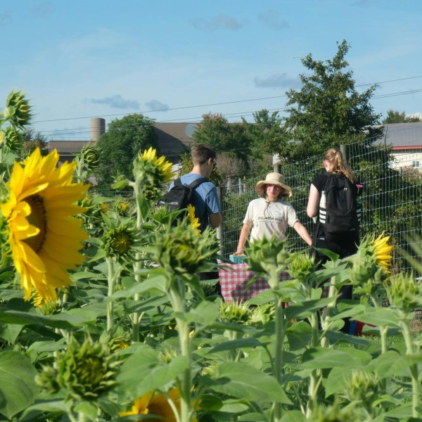 Sunflowers and people talking