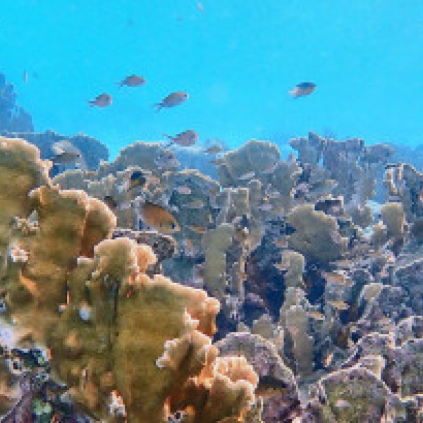 Coral on the seafloor off the coast of Curaçao