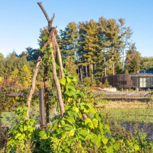  Pounder Vegetable Garden