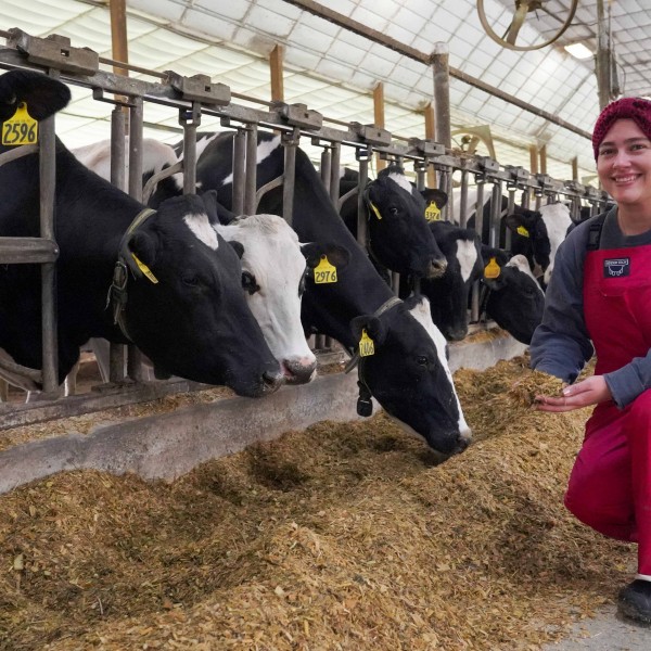 a woman crouches down in front of a row of cows and holds some feed in her hand