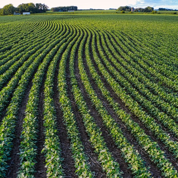 A field of soybeans planted in rows. 