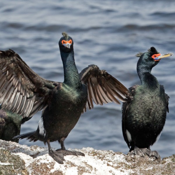 Red-faced Cormorant