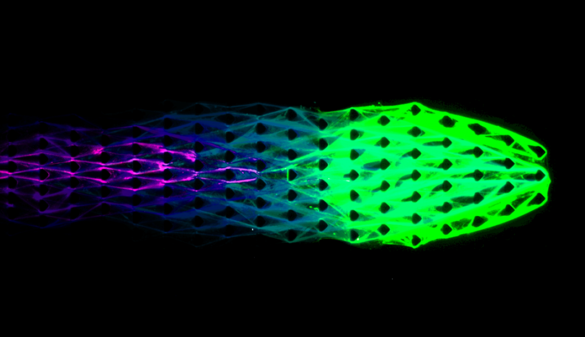 A green, blue and purple pod-like image 