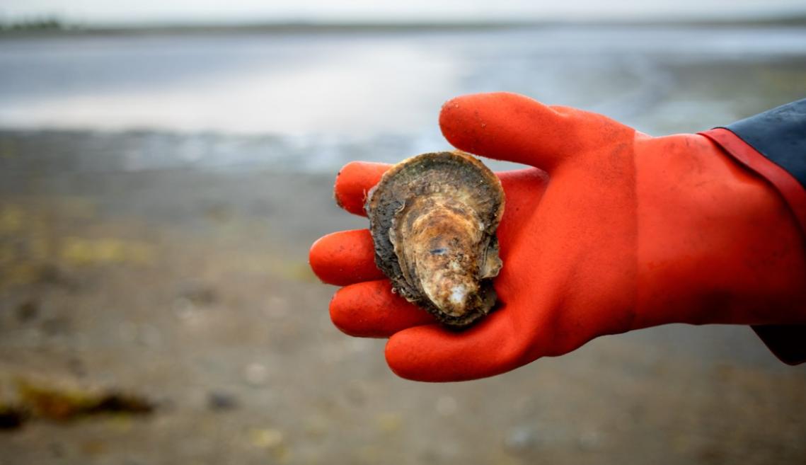 A orange-gloved hand holding an oyster with an ocean in the background 