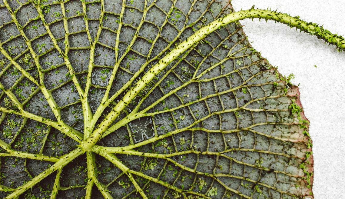 The intricate underside of a giant lillypad