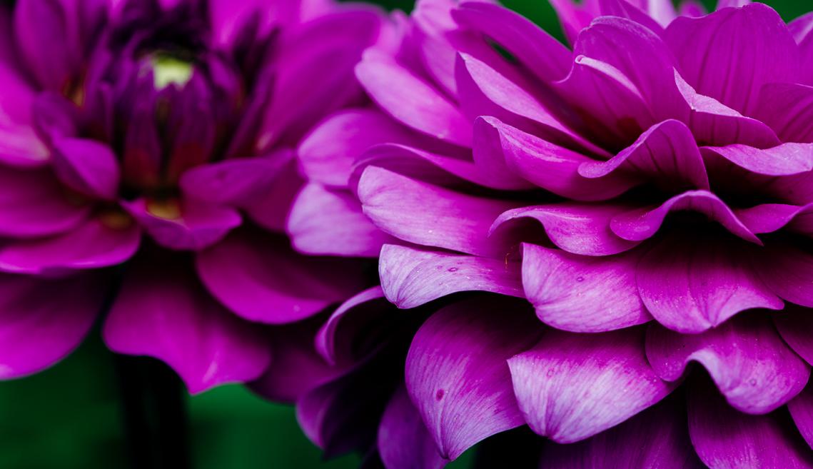 A close-up photo of magenta flowers