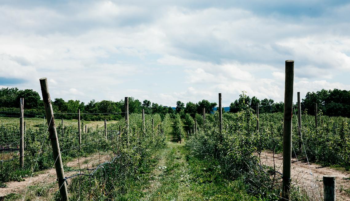 A look down the row of an apple orchard
