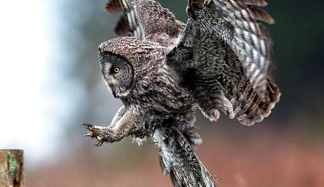 An grey owl swoops down to catch its prey with talons out