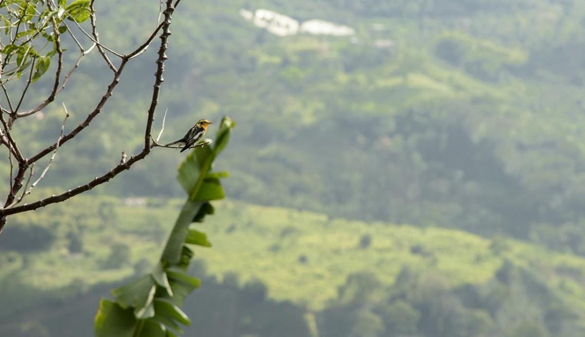 A small bird sits on a branch with a lush green landscape behind it 