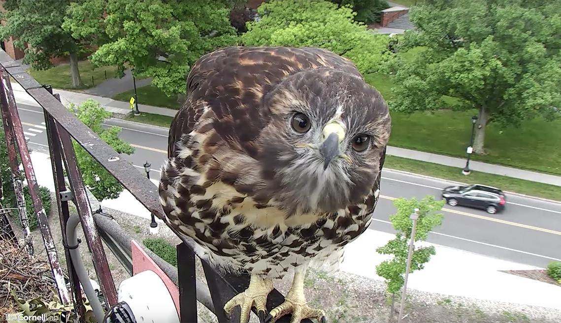 a red tailed hawk stands on a railing and looks into a bird cam