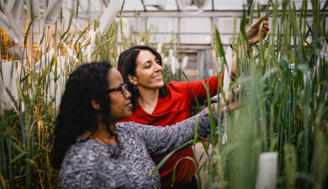 two women examining wheat plants in a greenhouse 